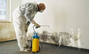 Best Mold Odor Removal Services  in Campton Hls, IL